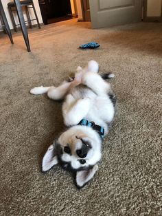 a puppy rolling around on its back on the floor with it's front paws in the air