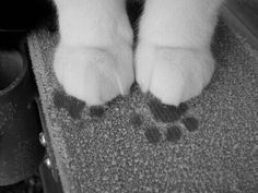 a black and white cat's feet with paw prints