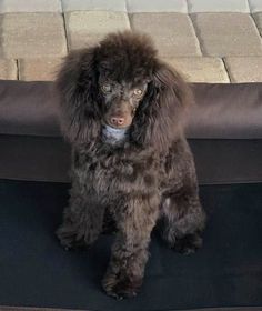 a brown poodle sitting on top of a black mat in front of a mattress