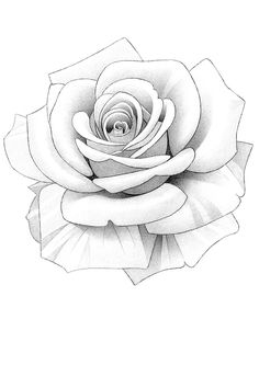 a drawing of a white rose on a white background