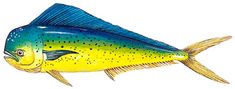 a blue and yellow fish on a white background