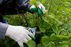 a person in white gloves cutting plants with scissors