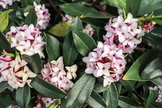 small white and pink flowers with green leaves