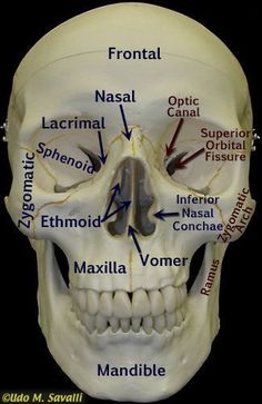 the bones of the head and neck are labeled