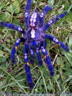 a blue and white spider sitting in the grass