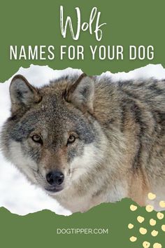 a wolf in the snow with text overlay that says, we'll name for your dog