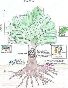 a drawing of a tree with its roots and leaves labeled in the words oak tree