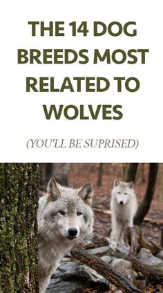 Pet Wolf Dog, Types Of Wolf, Different Types Of Wolves, Wolf Size Comparison, Dog Species, Dog That Looks Like A Wolf, Wolf Dogs, Therapy Dog, Split Second