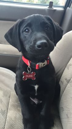 a black puppy sitting in the back seat of a car wearing a red dog tag