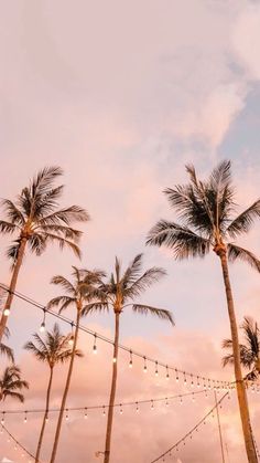 palm trees and string lights against a cloudy sky