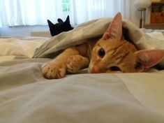 two cats laying on top of a bed covered in white sheets and blankets with one cat peeking out from under the covers