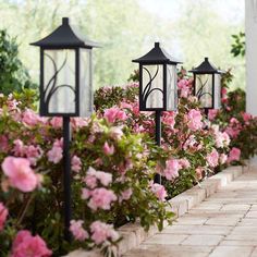 two black lanterns are next to pink flowers on the side of a brick walkway in front of a white building