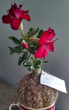 a vase with flowers in it sitting on a table next to a cup and saucer