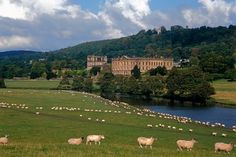 there are many sheep grazing in the field next to the water and castle on the hill