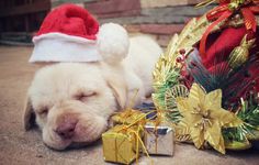 a white dog wearing a santa hat sleeping next to christmas decorations and presents on the ground