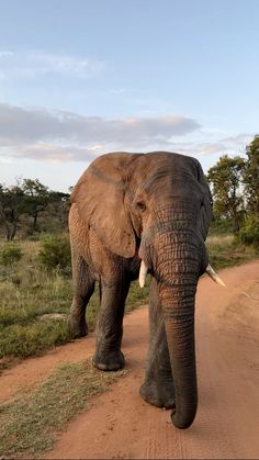 an elephant walking down a dirt road with trees in the backgrouds and grass on either side