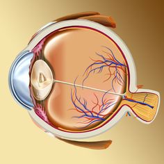 an image of the anatomy of the eye showing the retraction and irise