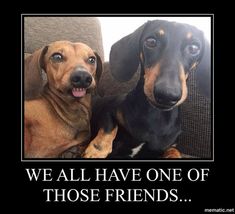 two dachshunds are sitting together on a couch and one is saying we all have one of those friends