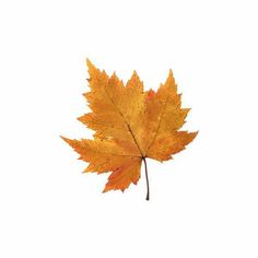 an orange maple leaf is shown against a white background in this image, it appears to be fall