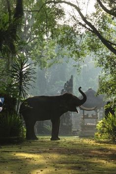 an elephant standing in the middle of a lush green forest