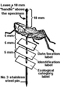 the diagram shows how to measure and label an insect on a pole with labels in each corner