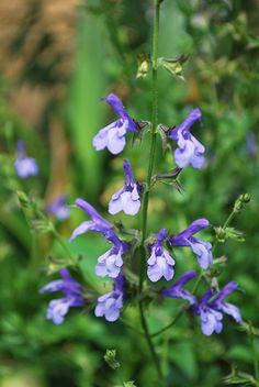 some purple flowers are growing in the grass