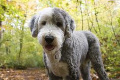 a gray and white dog standing on top of a leaf covered forest floor with trees in the background