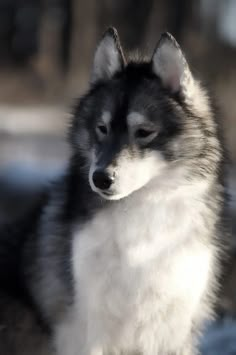 a black and white dog is sitting in the snow looking at something to the side