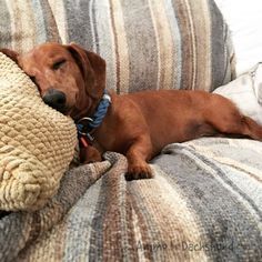 a brown dog laying on top of a couch next to a pillow