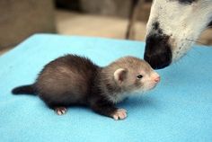 a small ferret standing next to a white and black dog on a blue blanket