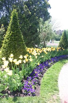 a garden filled with lots of yellow and purple flowers