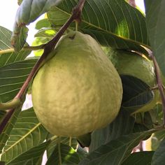 some green fruit hanging from a tree with leaves