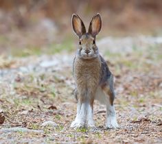 a brown and white rabbit standing on top of a grass covered field