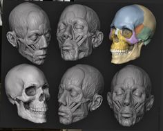 several human heads with different facial expressions