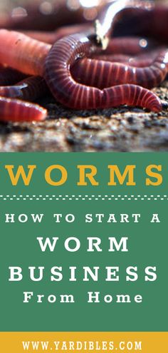 worms on the ground with text that reads worms how to start a worm business from home