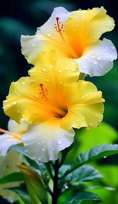 two yellow and white flowers with water droplets on them