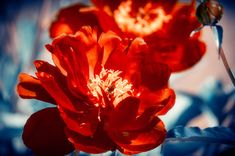 a red flower with yellow stamen in the center