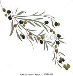 an olive branch with green and black olives hanging from it's stems, on a white background