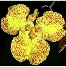 a yellow flower with brown spots on it