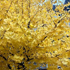 a tree with yellow leaves in front of a building