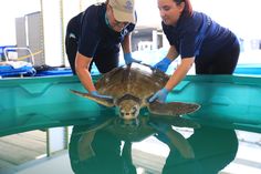 two women in blue shirts are cleaning a turtle