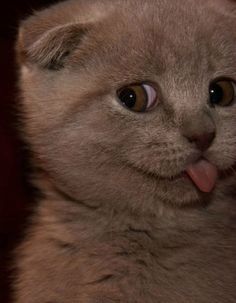 a cat sticking its tongue out with the caption that reads, i am not sure what this is