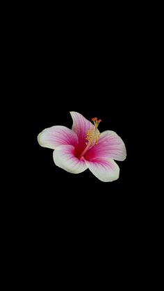 a pink and white flower is floating in the air on a black background with space for text