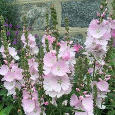 pink and white flowers in front of a brick wall