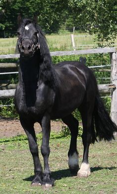 a black horse standing on top of a lush green field next to a wooden fence