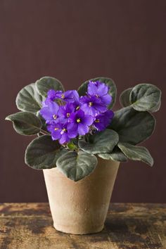 a potted plant with purple flowers and green leaves on a wooden table in front of a brown wall