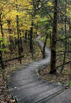 a wooden path in the woods surrounded by trees with yellow and orange leaves on it