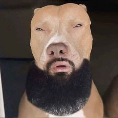 a dog with a beard is looking up at the camera