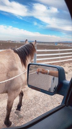 a horse is reflected in the side view mirror of a car as it walks by