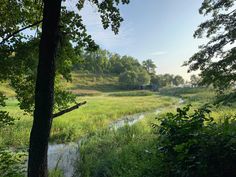 a river running through a lush green forest filled with lots of trees and tall grass